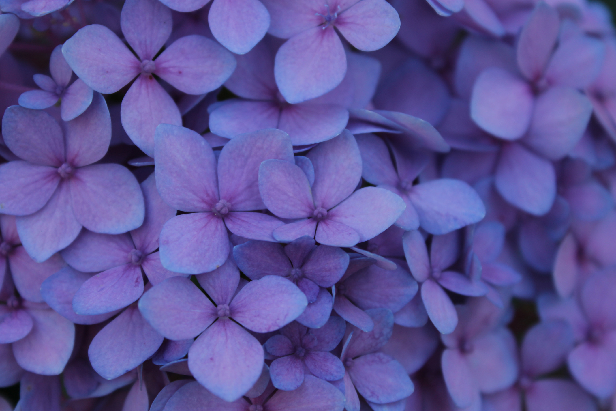 Purple flowers